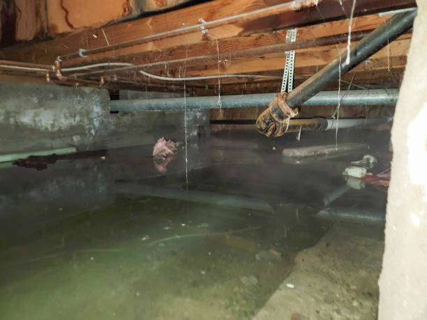 Best Carpet water damage restoration  in Bremen, GA